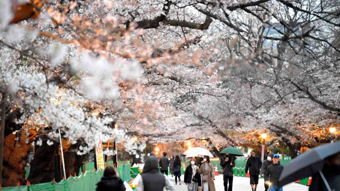 بهترین زمان برای سفر به توکیو - Sakura