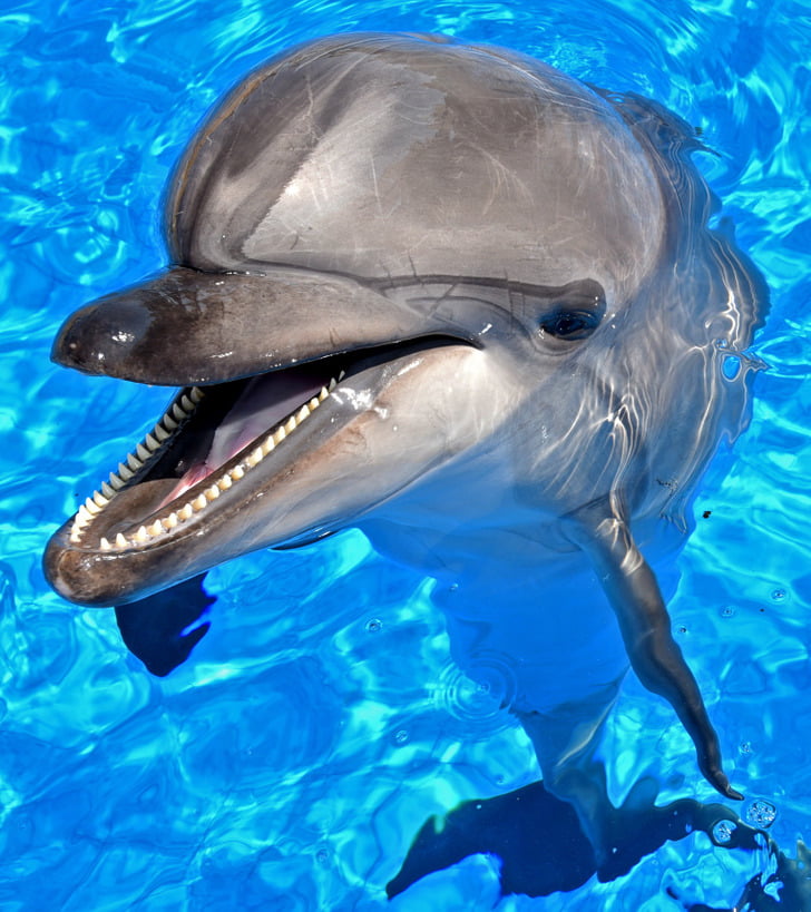 کلیشه فکری در مورد دلفین خطرناک
