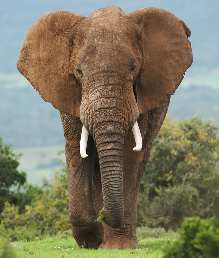 کلیشه فکری در مورد فیل دونده