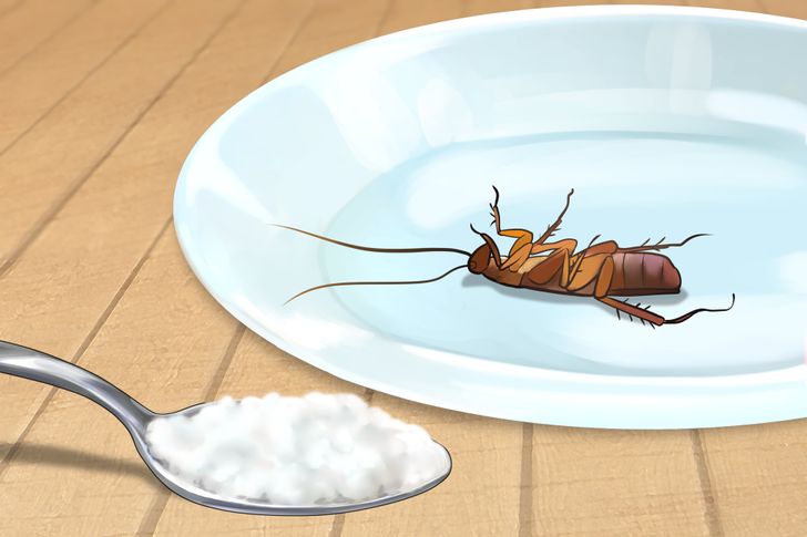 جوش شیرین برای دفع حشرات از خانه