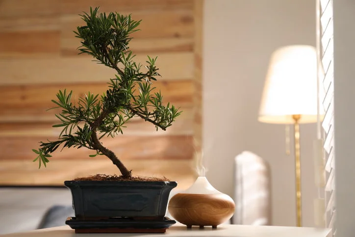گیاهان فنگ شویی برای دکوراسیون