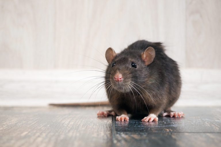 حقیقت علمی مربوط به موشها