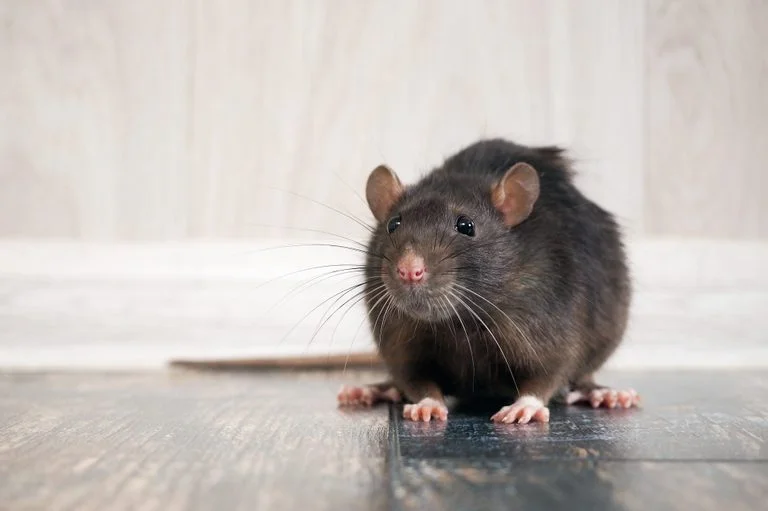 حقیقت علمی مربوط به موشها