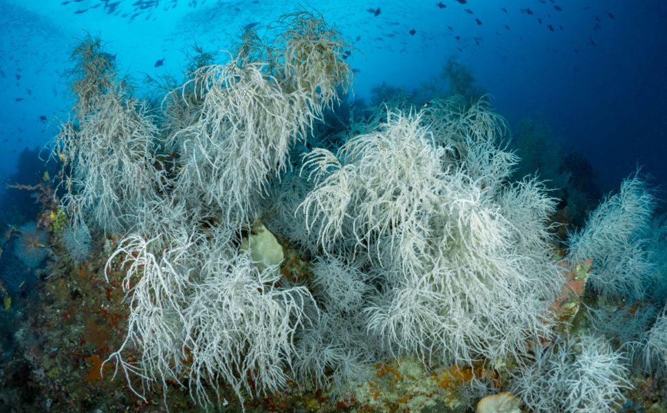 مرجان دریایی با طول عمر زیاد