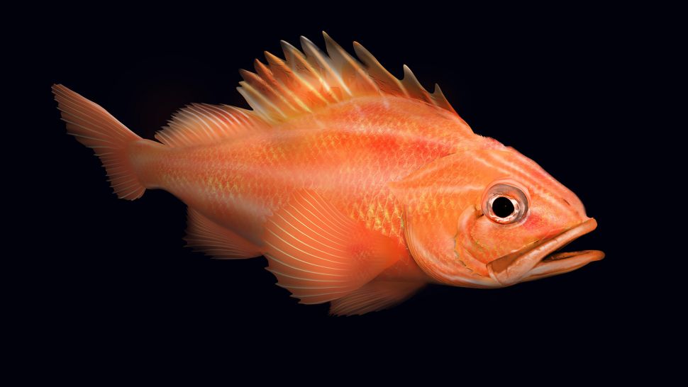 ماهی قرمز با طول عمر زیاد
