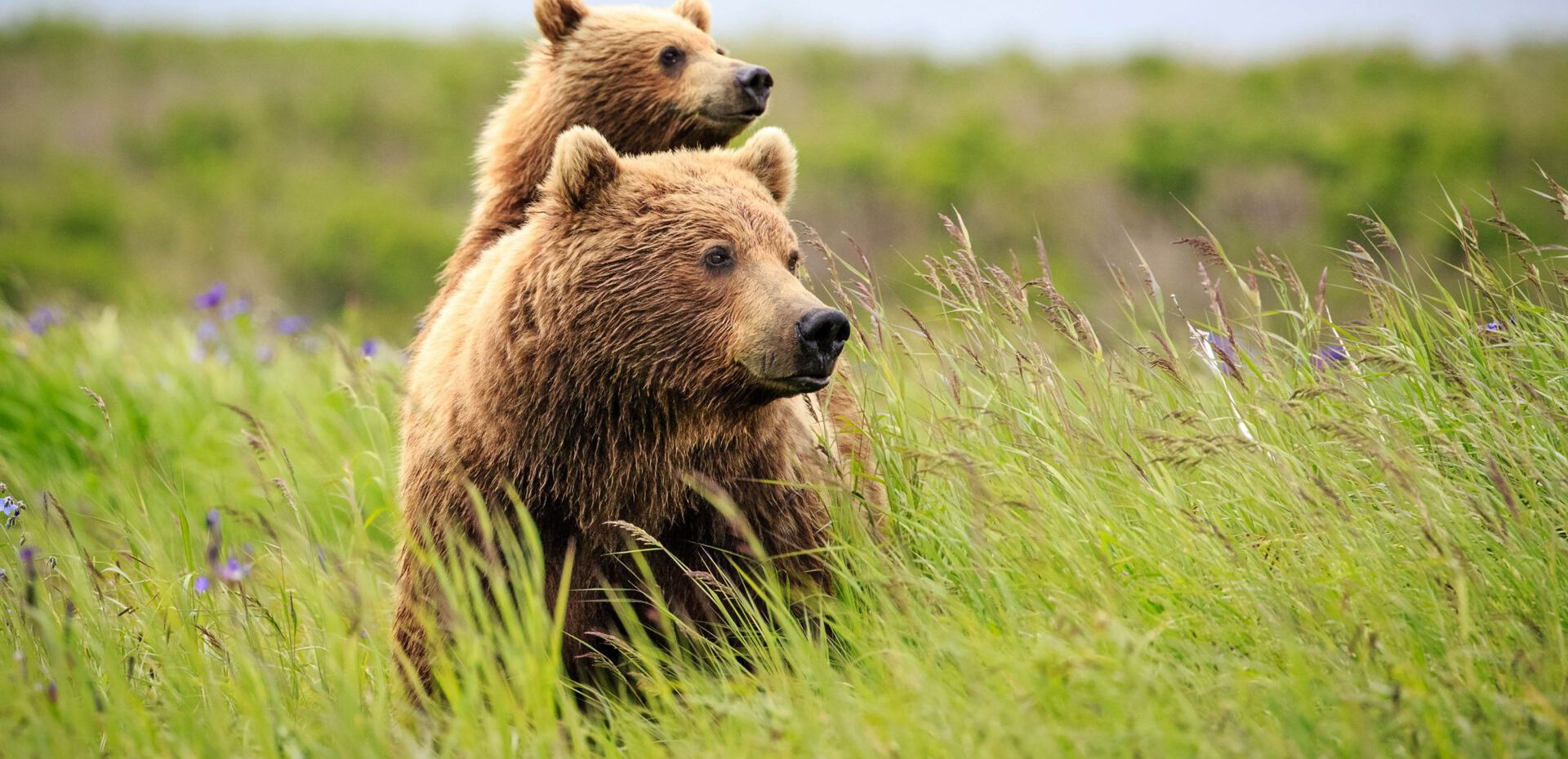 مهربان ترین حیوانات