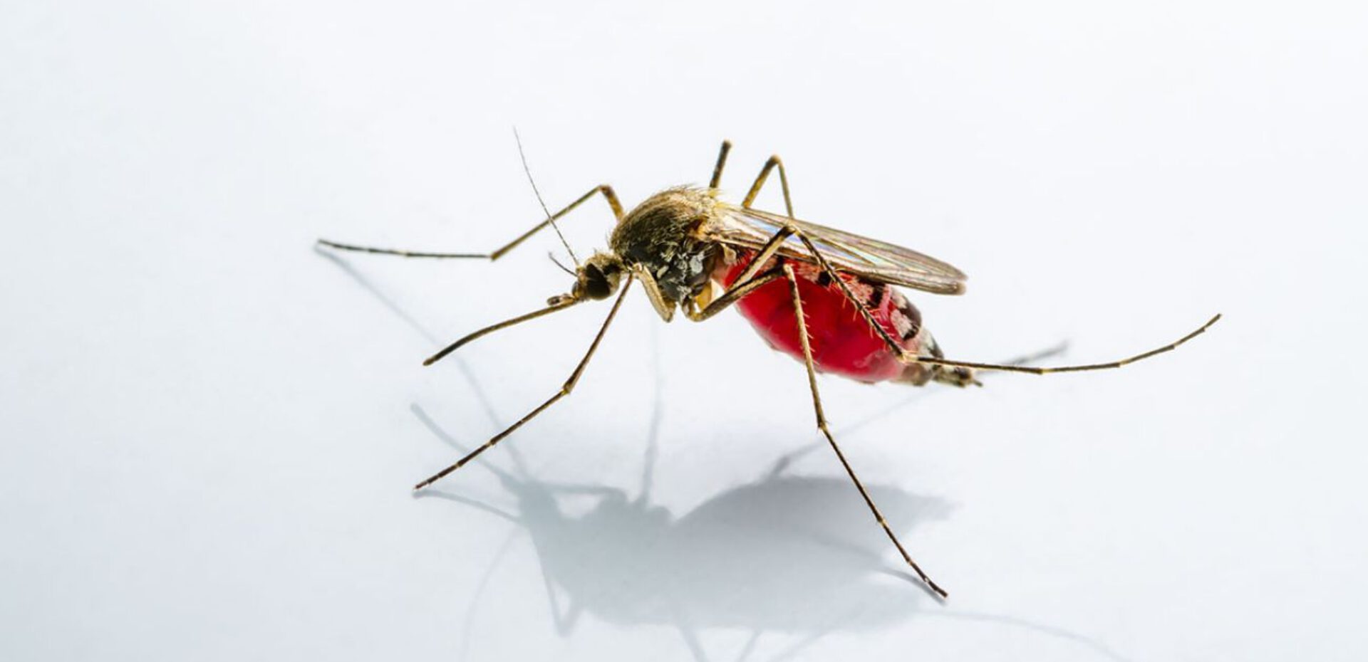 کشورهای بدون پشه