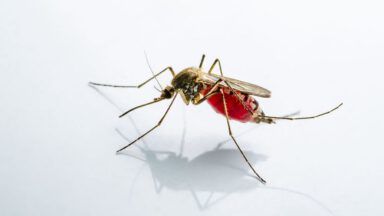 کشورهای بدون پشه