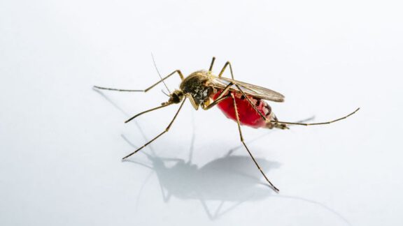 کشورهای بدون پشه