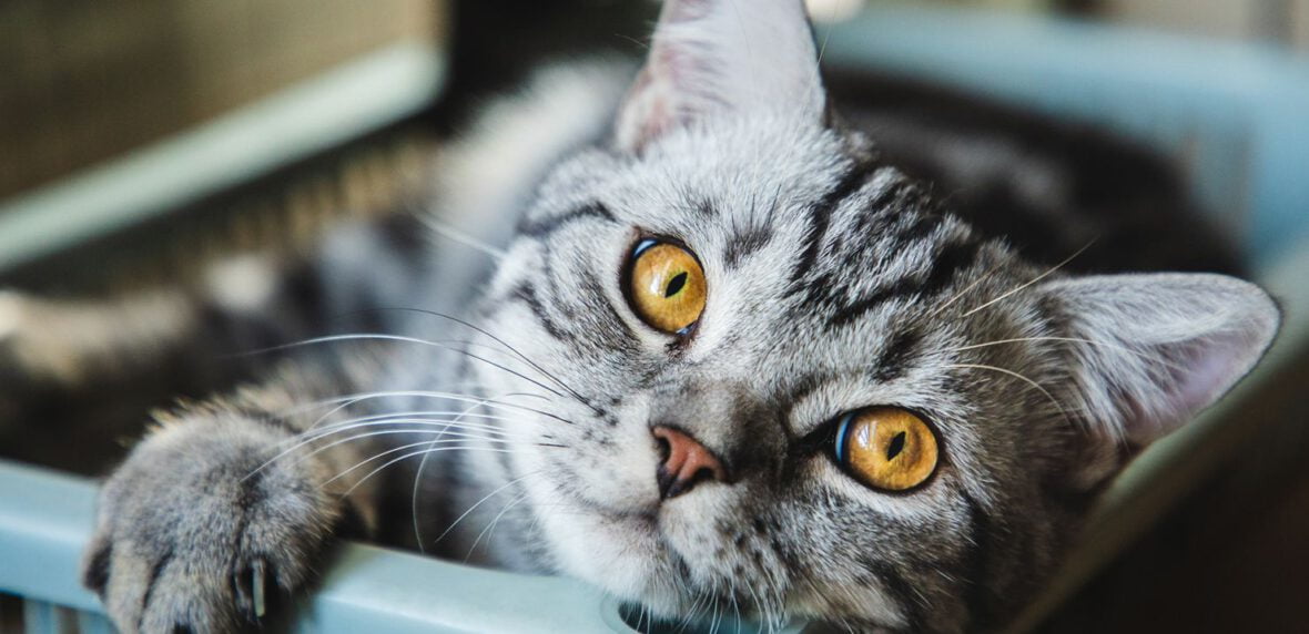 رازهایی در مورد گربه ها