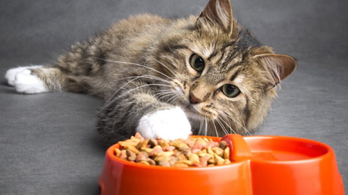 ویژگی های غذای گربه با کیفیت