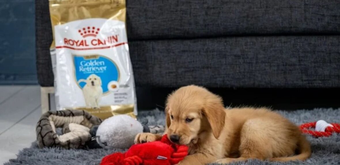 معرفی محصولات غذای سگ از برند رویال کنین