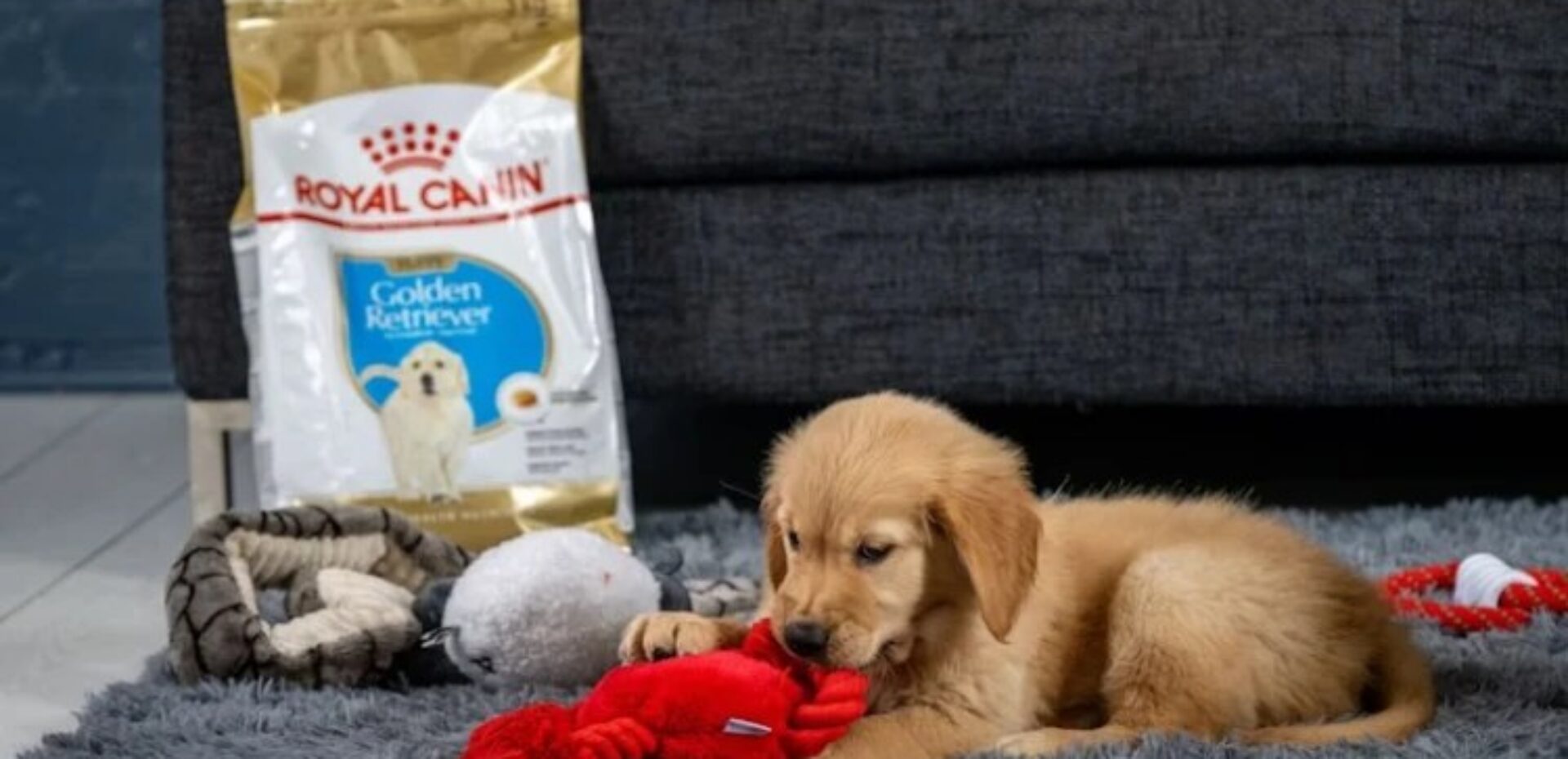 معرفی محصولات غذای سگ از برند رویال کنین